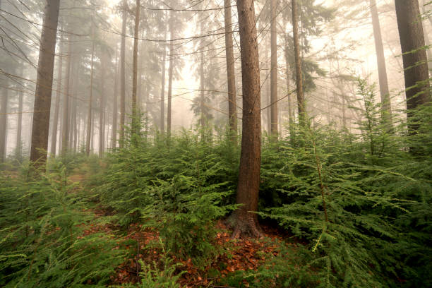 Pine trees in the Speulderbos forest in the Veluwe nature reserve during a foggy morning in winter. Upwards view with the tall pine trees reaching for the sky.