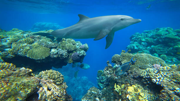 istock bottlenose dolphin and coral reef 2181479204