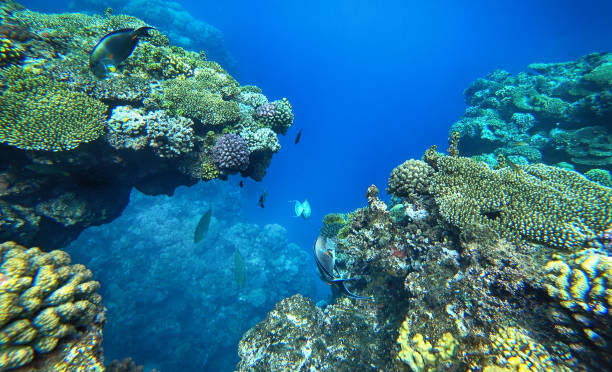 istock amazing coral reef and fish 2181479212