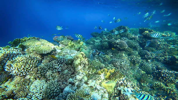 istock amazing coral reef and fish 2181479248