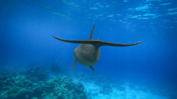 istock bottlenose dolphin and coral reef 2181479266