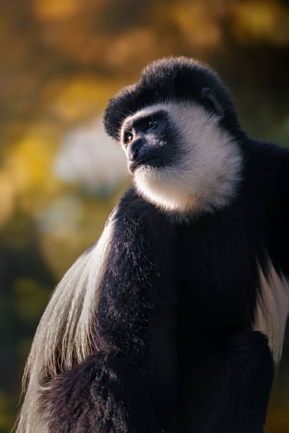 istock Colobus Monkey Portrait in Natural Light 2181479327