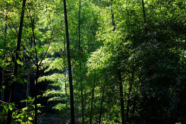 istock Serene bamboo forest with sunlight filtering through the lush green leaves 2181479895