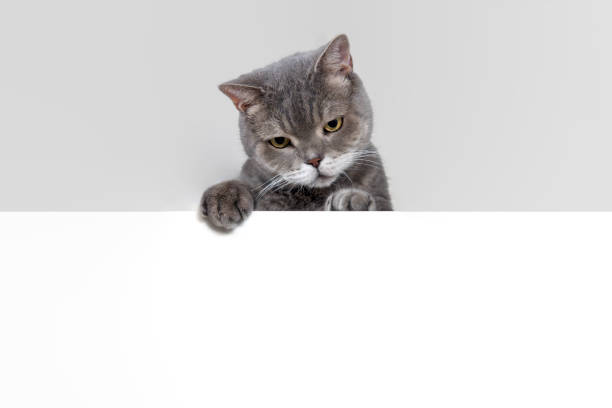 istock British shorthair cat looking down 2181480013