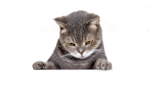 istock British shorthair cat looking down 2181480084