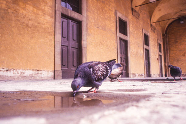 Feeding pigeons morning on vegetable market Erbe square in Padova Italy