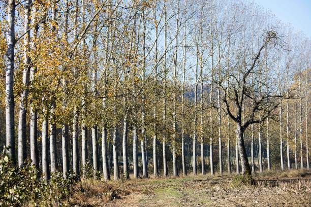 One tree stands alone near a regular row of taller trees, all with their autumn-colored leaves.