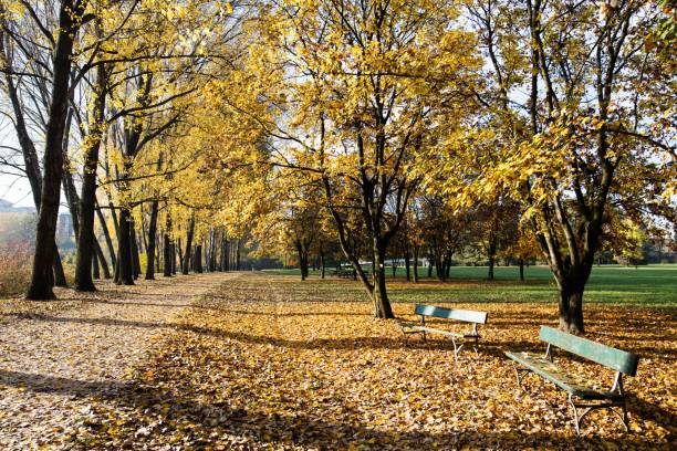 istock Foliage in the public parks. 2181482151