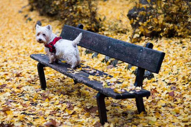There are many beautiful and huge parks in Turin that turn red, orange and yellow in autumn. Here is Valentino Park, under a ginkgo biloba tree. The fallen leaves form a yellow carpet, from which a cute little dog stands out.