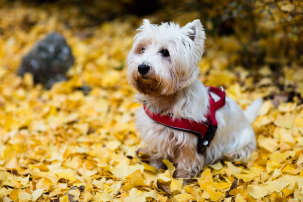 There are many beautiful and huge parks in Turin that turn red, orange and yellow in autumn. Here is Valentino Park, under a ginkgo biloba tree. The fallen leaves form a yellow carpet, from which a cute little dog stands out.
