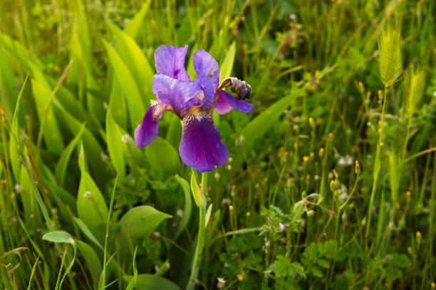 In Tuscan countryside, among wheat crops, a wonderful dark blue iris flower blooms, showing off its ephemeral beauty.