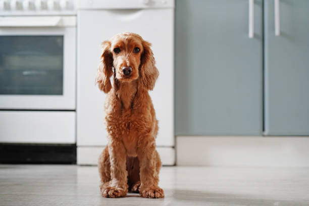 istock Red cocker spaniel dog sitting at home in the kitchen 2181482968