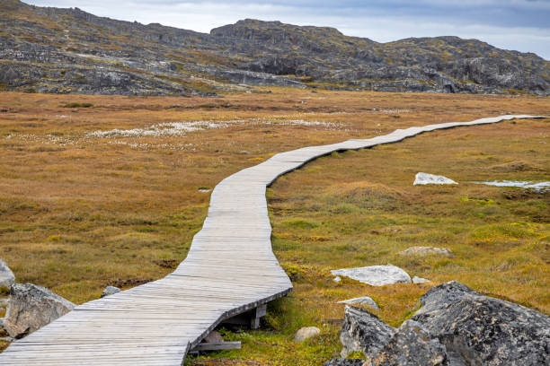 istock Boardwalk to protect the fragile tundra 2181483340