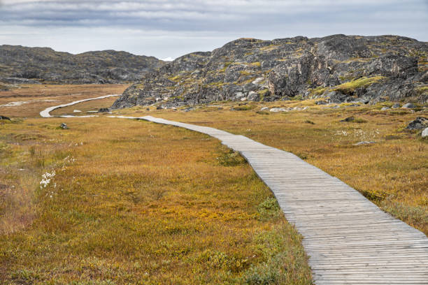 istock Boardwalk to protect the fragile tundra 2181483384