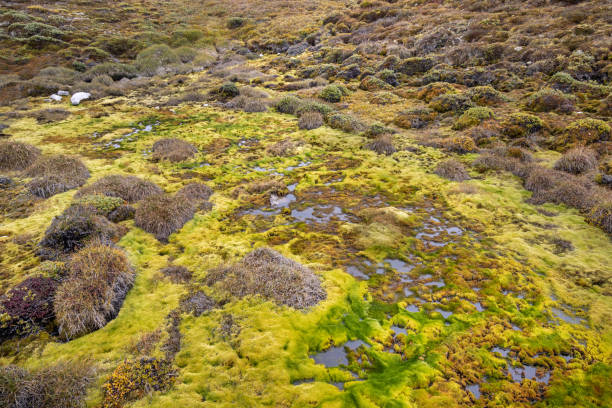 Colorful mosses and lichen in the tundra seen from the boardwalk leading through the fragile tundra towards the ice fjord in Ilulissiat in western Greenland which is an UNESCO World Heritage Site