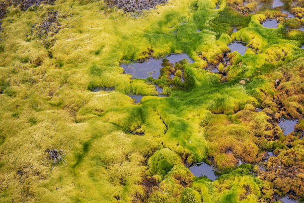 Colorful mosses and lichen in the tundra seen from the boardwalk leading through the fragile tundra towards the ice fjord in Ilulissiat in western Greenland which is an UNESCO World Heritage Site