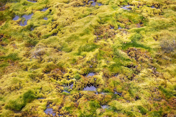 Colorful mosses and lichen in the tundra on top of the permafrost seen from the boardwalk leading through the fragile tundra towards the ice fjord in Ilulissiat in western Greenland which is an UNESCO World Heritage Site