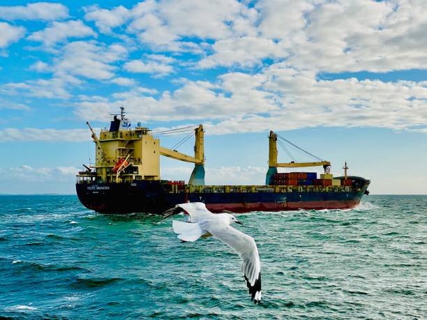 Fremantle Ports, Western Australia - October 14 2024 - As dark clouds cleared, the cargo ship PACIFIC INNOVATION departed the inner harbour, heading towards the Australian Marine Complex while a seagull flew gracefully, its wings spread wide as it appeared to chase the vessel, as if saying goodbye.