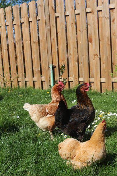 istock Natural Shots of Chicken 2181485147