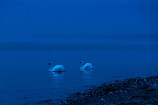 Swans on the lake at night