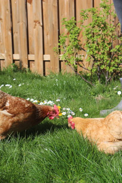 istock Natural Shots of Chicken 2181485600