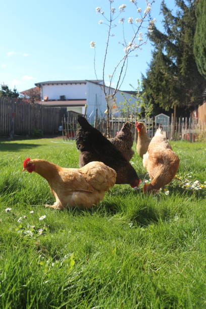 istock Natural Shots of Chicken 2181485691