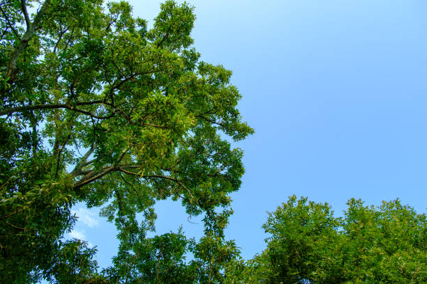 istock Lush Green Tree Canopy against a Clear Blue Sky 2181486779