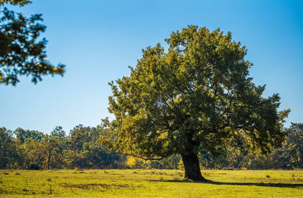 istock Solitary Oak Tree in Sunlit Meadow 2181487287