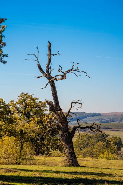 A solitary, gnarled tree stands in a sunlit meadow under a clear blue sky, surrounded by lush green hills.