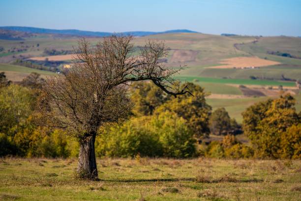 A solitary tree stands in a vast rural landscape with rolling hills under a clear blue sky, capturing the essence of calm and nature.