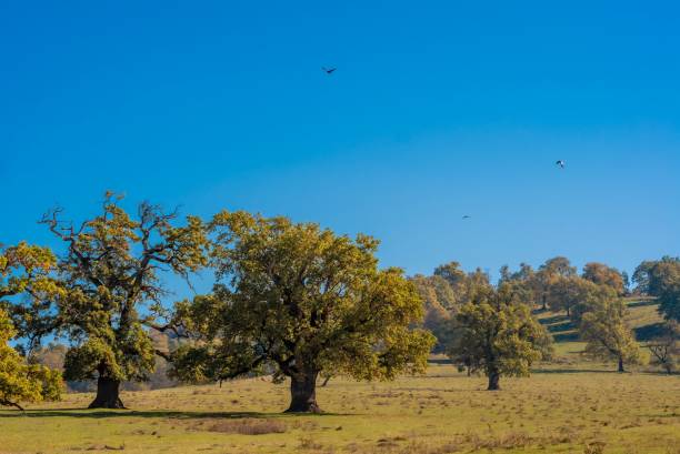 istock Lush green trees under a clear blue sky 2181487456