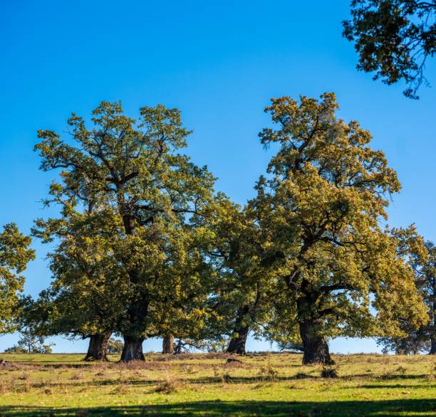 Majestic oak trees under a vibrant blue sky in a serene meadow landscape.