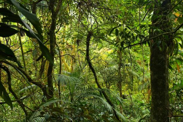 istock Brazil Mata Atlantica rainforest 2181489667