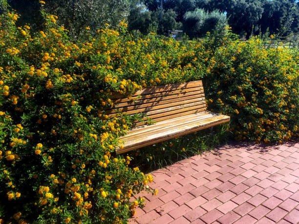 Horizontal Photo of a Beautiful scene in Garden Bench or in Public Park in Full Bloom Flowers
