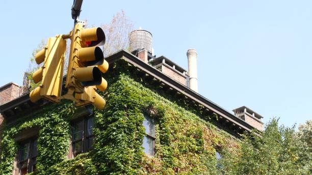 New York City street crossroad, yellow traffic light, transport road intersection, United States. New York City Irving street crossroad, traffic light. Building architecture. Rooftop water tower, tank. Red brick house, Manhattan, United States. Green corner, ivy vine plant, leaves covered wall. grapevine texas city stock pictures, royalty-free photos & images
