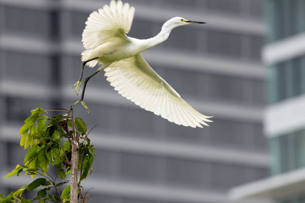 Egrets are herons, generally long-legged wading birds, that have white or buff plumage, developing fine plumes during the breeding season.