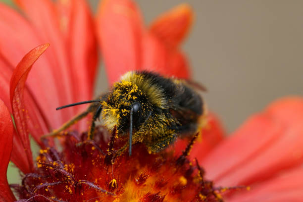 istock Closeup on a red-tailed bumblebee, Bombus lapidarius with yellow pollen on a bright red Gallardia flower 2181496058
