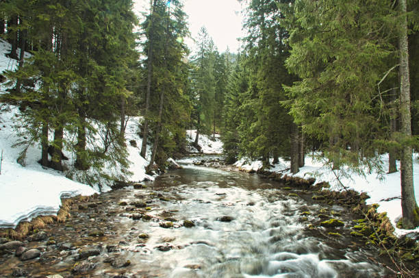 A mountain stream flows between trees in the Tatra Mountains