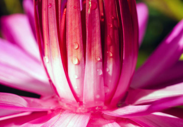 Water drops on the lotus flower, Close-up, macro