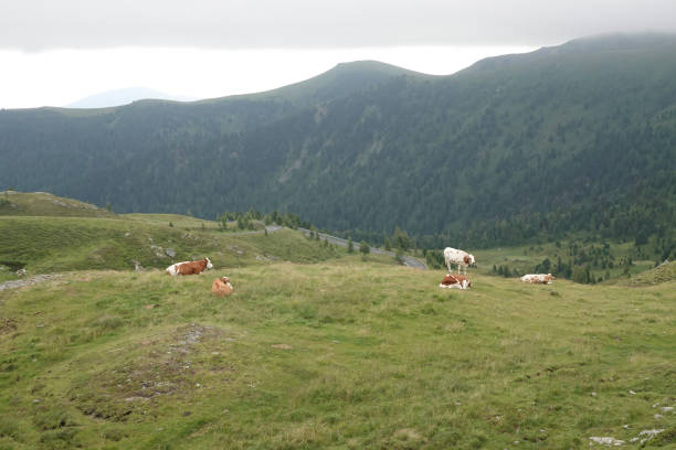 istock Cows Grazing on a Mountainous Hillside 2181496402