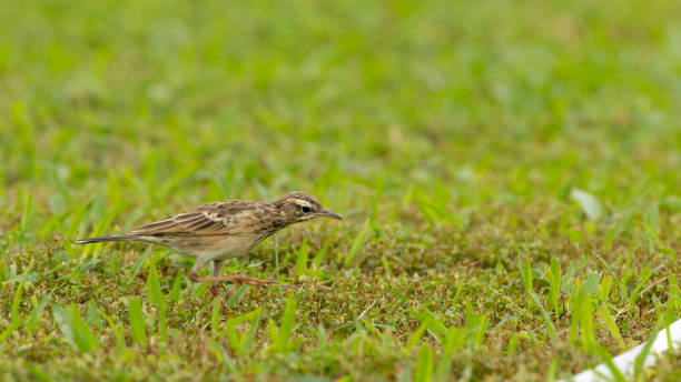 istock Paddyfield Pipit Bird in Gurney Penang Malaysia 2181500886