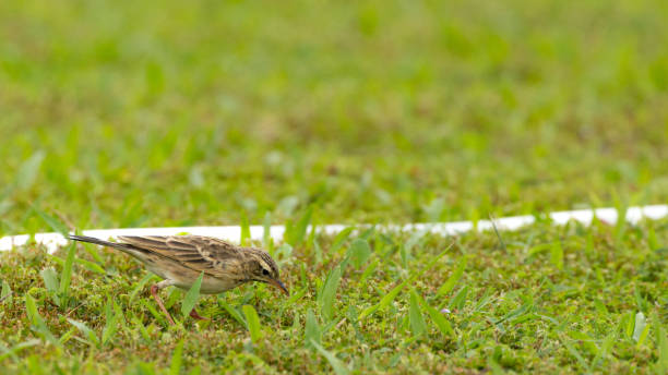 istock Paddyfield Pipit Bird in Gurney Penang Malaysia 2181500924