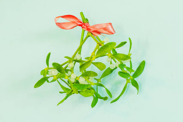 Mistletoe twig. Traditional Christmas decoration