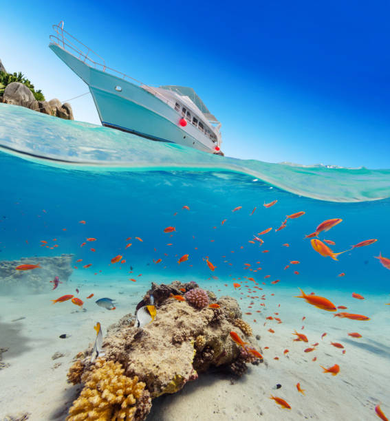 istock Under and above water surface view of underwater life. 2181501331