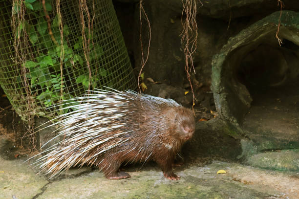 A porcupine walking on a log in a forest setting, with soft sunlight filtering through the trees
