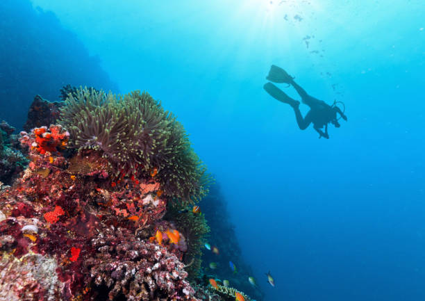 istock Silhouette of scuba diver exploring coral reef. 2181501937