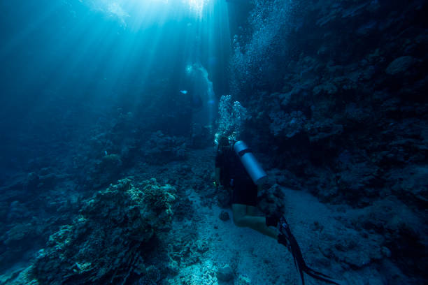 Underwater photo  mature women scuba diver,  looks at the dive computer, she checks depth and decompression, it implements a safety stop. Red sea  Sea life  Coral garden reef