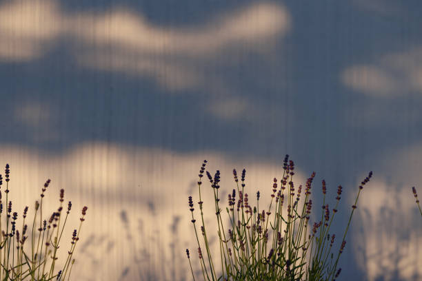 Lavender growing in a walled flowerbed