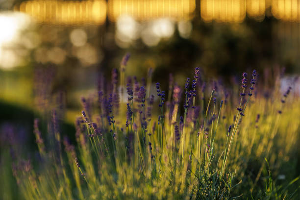 little boy climbs a ladder near a flower bed with lavender, lavandula angustifolia