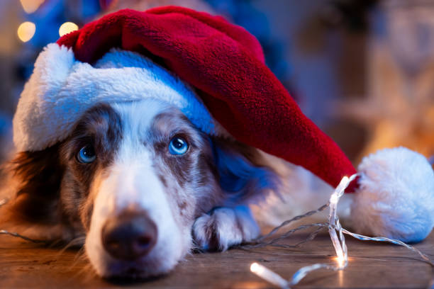 istock Cute Dog in Santa Hat with Festive Lights 2181503357